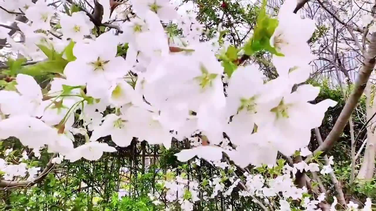 上海大宁灵石公园春天樱花盛开风景视频素材