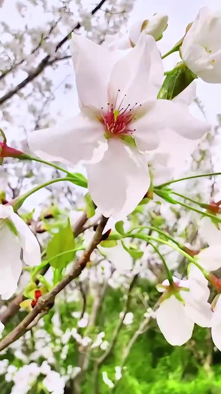 上海大宁灵石公园春天樱花盛开风景视频素材