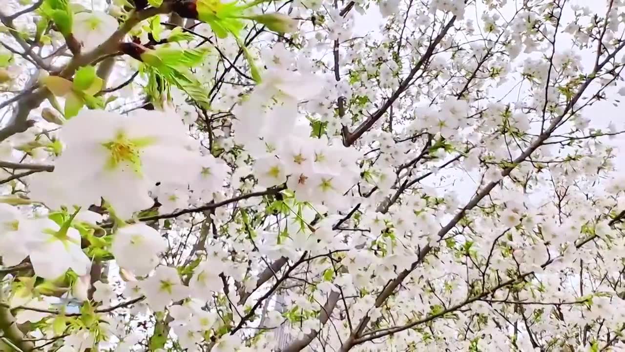 上海大宁灵石公园春天樱花盛开风景视频素材