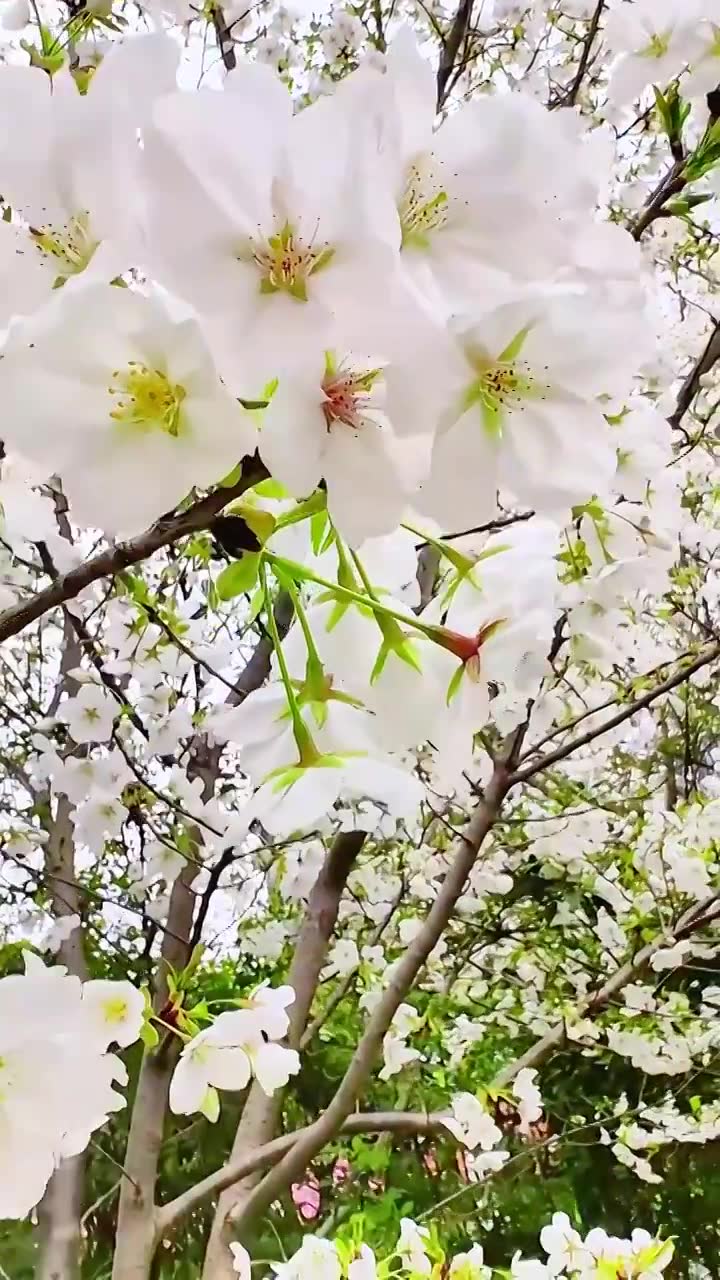 上海大宁灵石公园春天樱花盛开风景视频素材