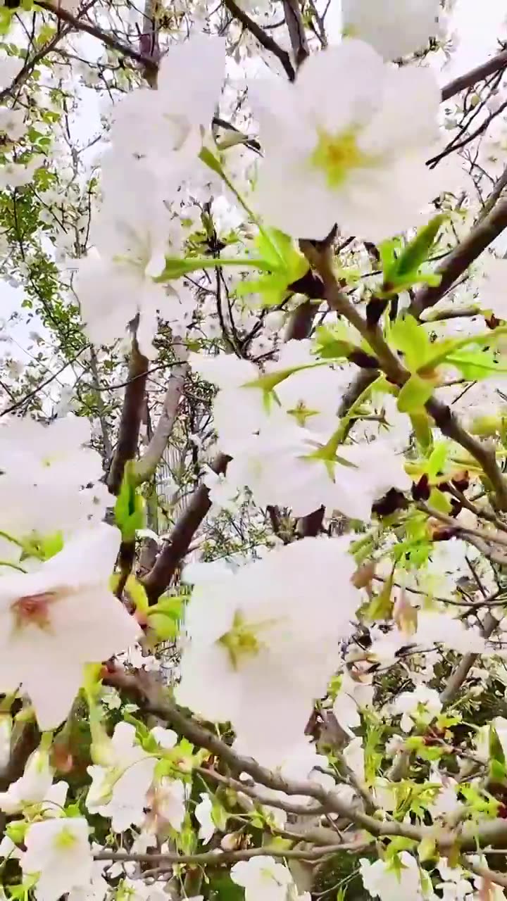 上海大宁灵石公园春天樱花盛开风景视频素材