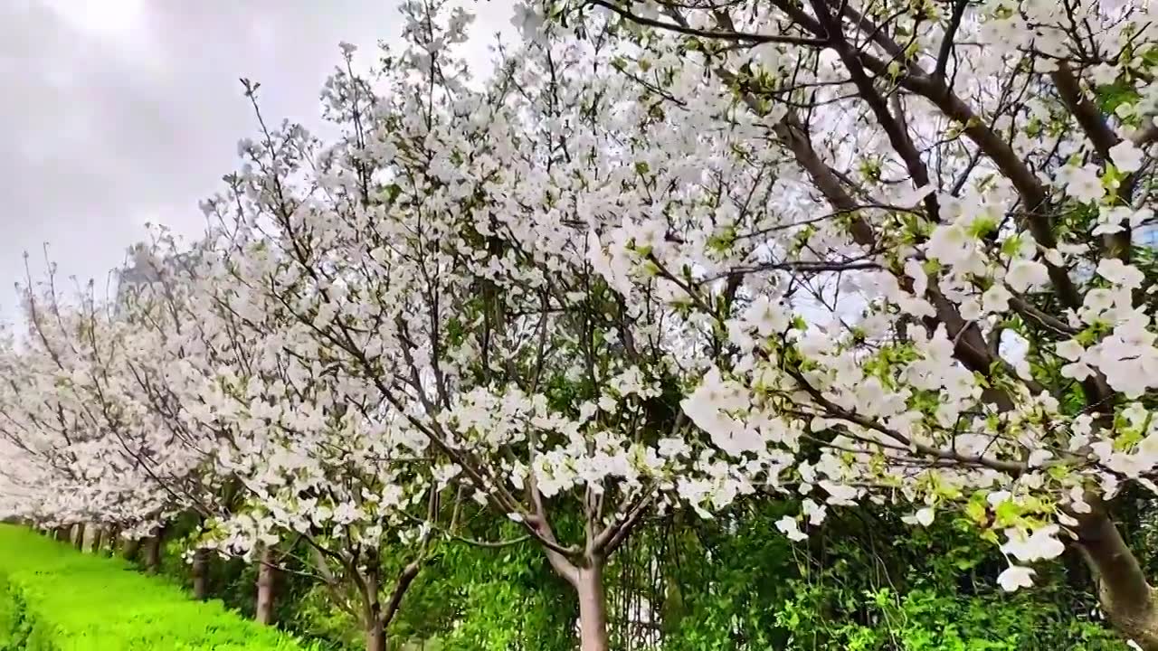 上海大宁灵石公园春天樱花盛开风景视频素材