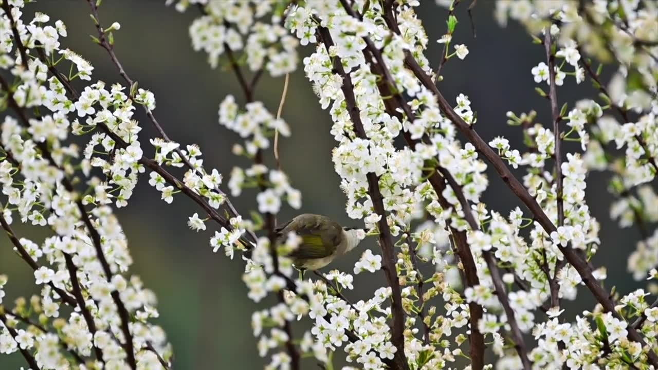 白头鹎吃花视频素材