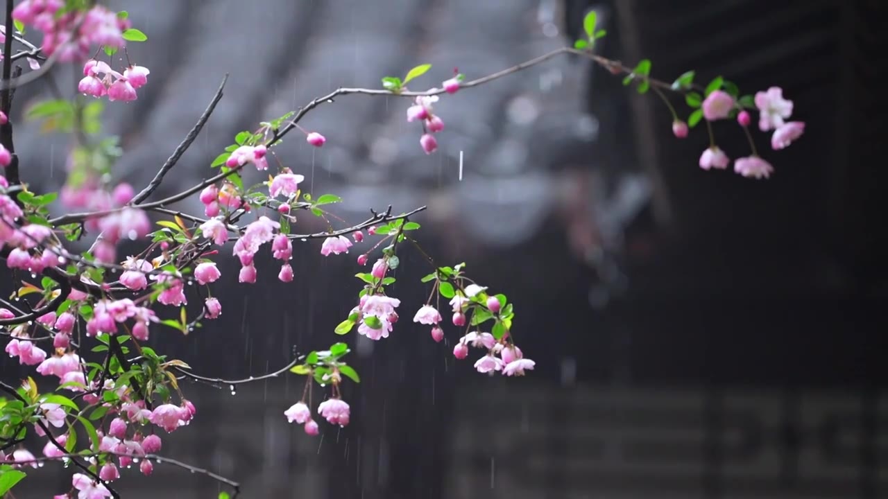 雨海棠视频下载