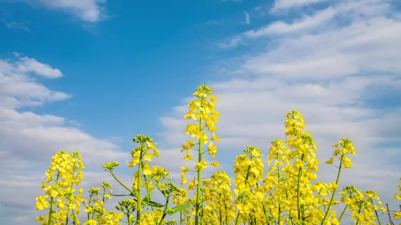 洋县马家村油菜花蓝天白云延时视频素材