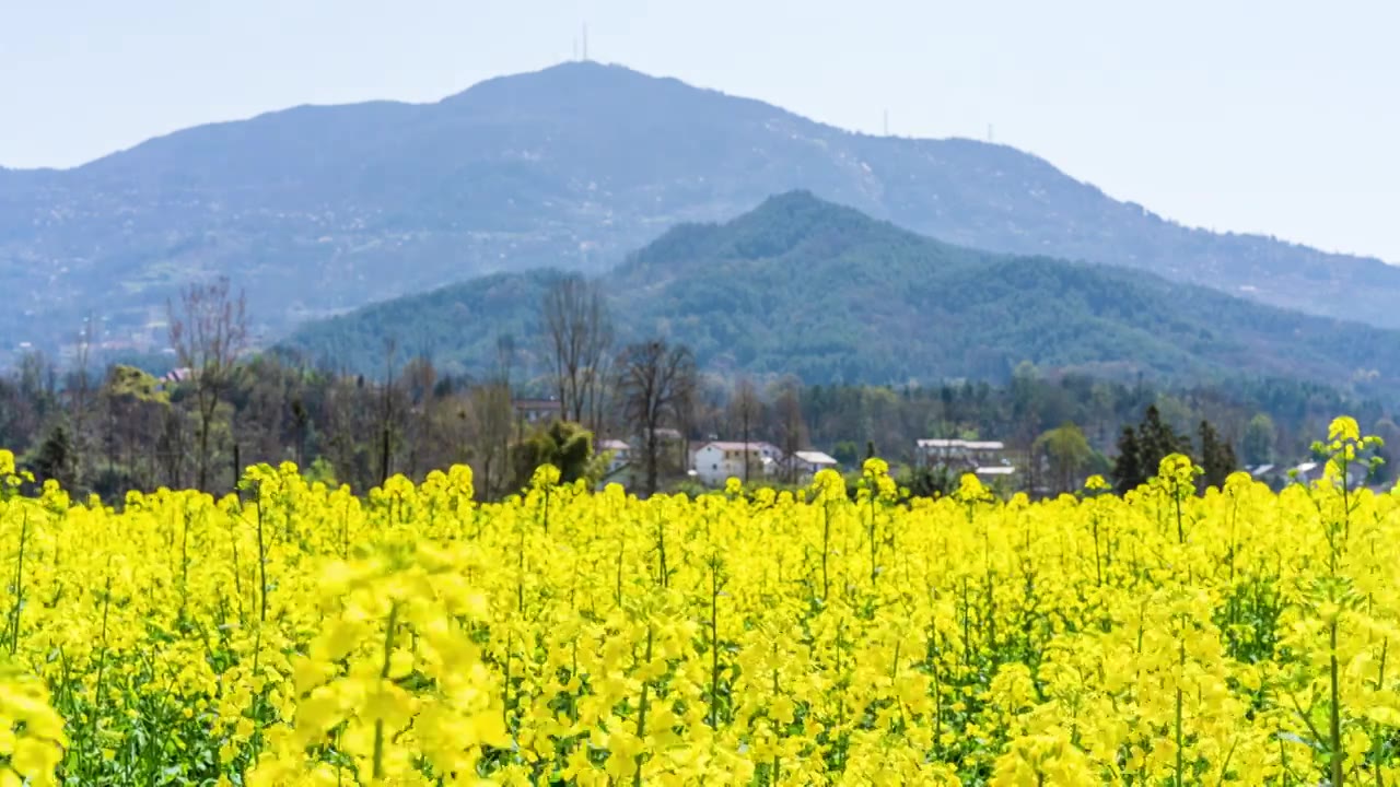 汉中市南郑区孙家坝油菜花延时视频素材