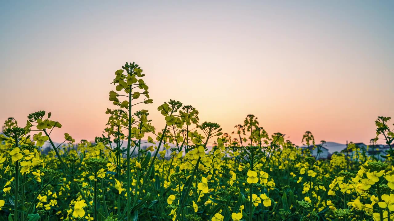 汉中市油菜花仰拍延时视频素材