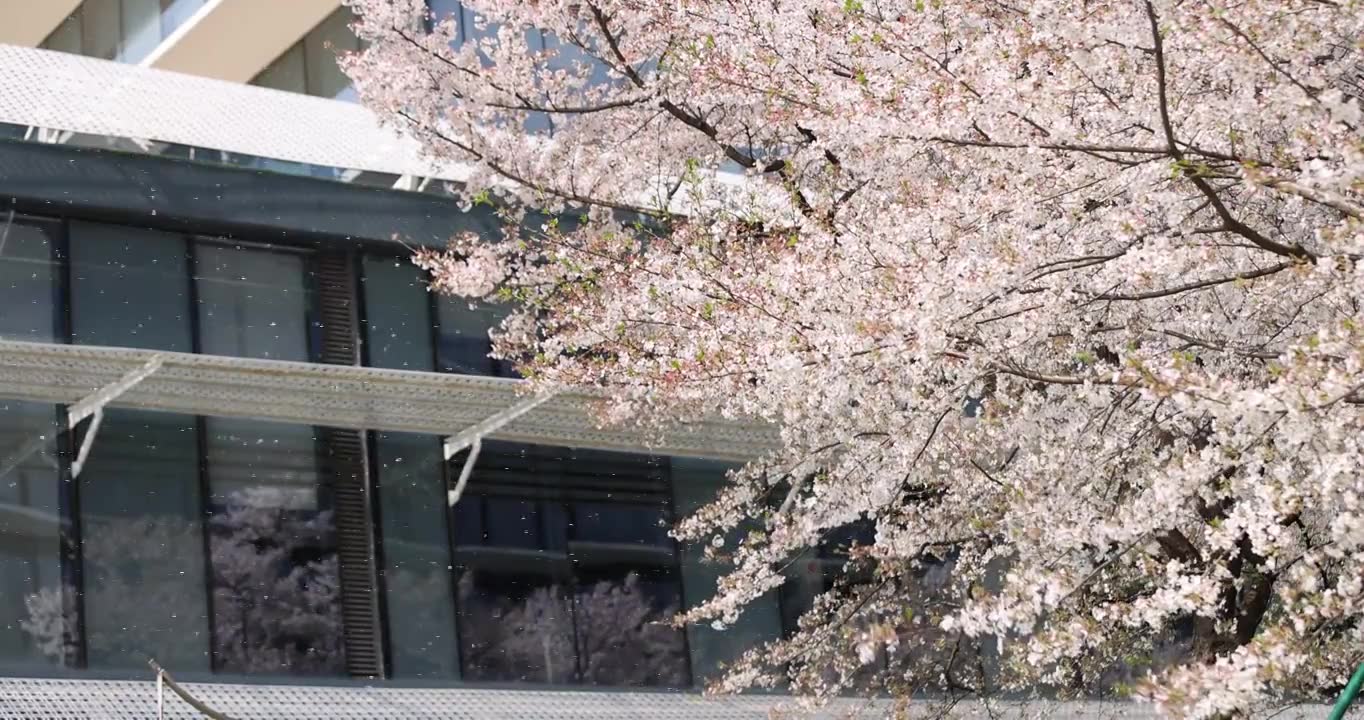 （慢镜）春风吹过樱花雨纷纷唯美爱情视频素材