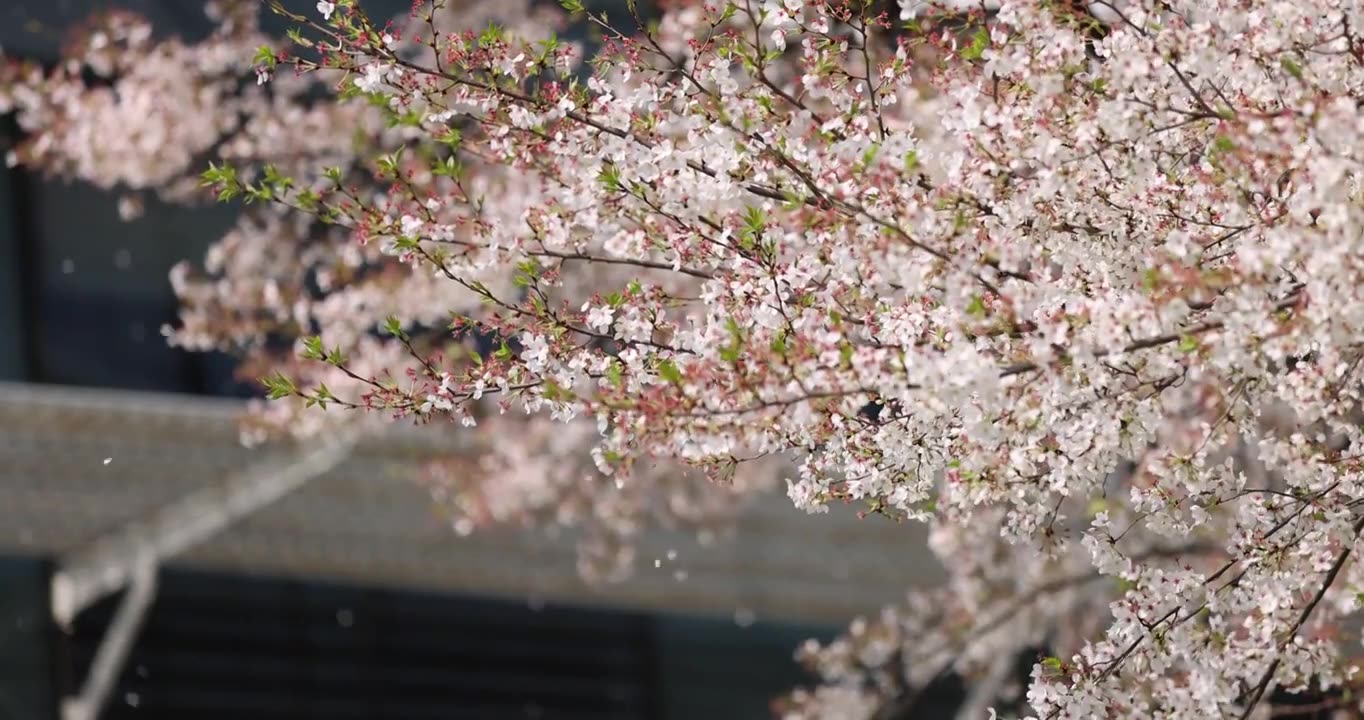 （慢镜）春风吹过樱花雨纷纷唯美爱情视频素材