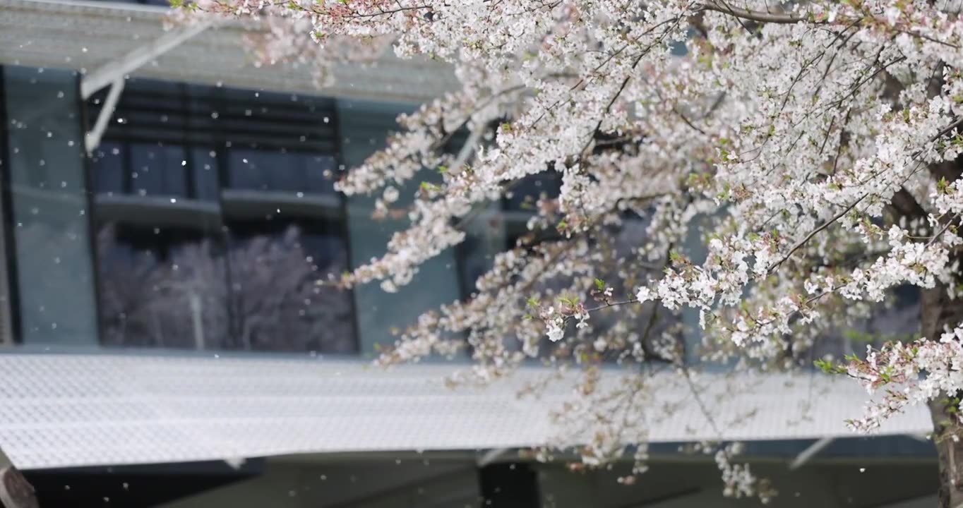 （慢镜）春风吹过樱花雨纷纷唯美爱情视频素材