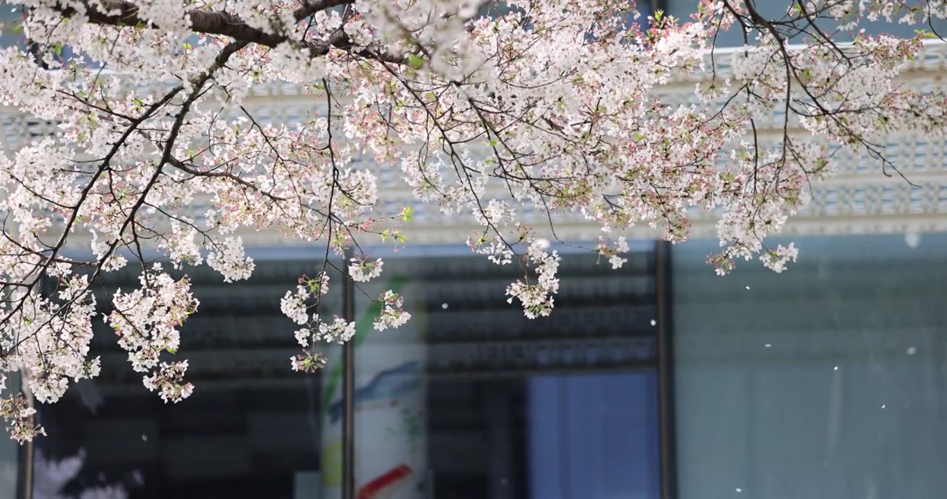 （慢镜）春风吹过樱花雨纷纷唯美爱情视频素材