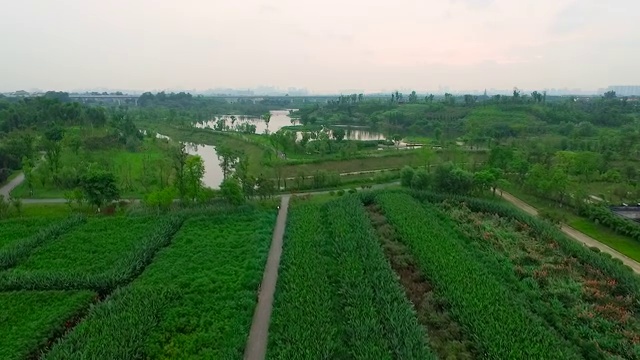 成都锦江白鹭湾生态湿地公园视频下载