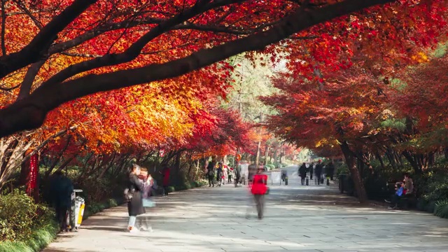 杭州灵隐寺枫叶 延时摄影视频素材