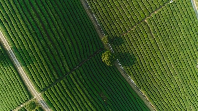 杭州茶园，龙井茶视频下载