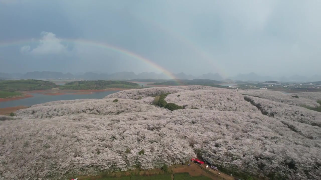 贵州平坝樱花与彩虹同框视频素材