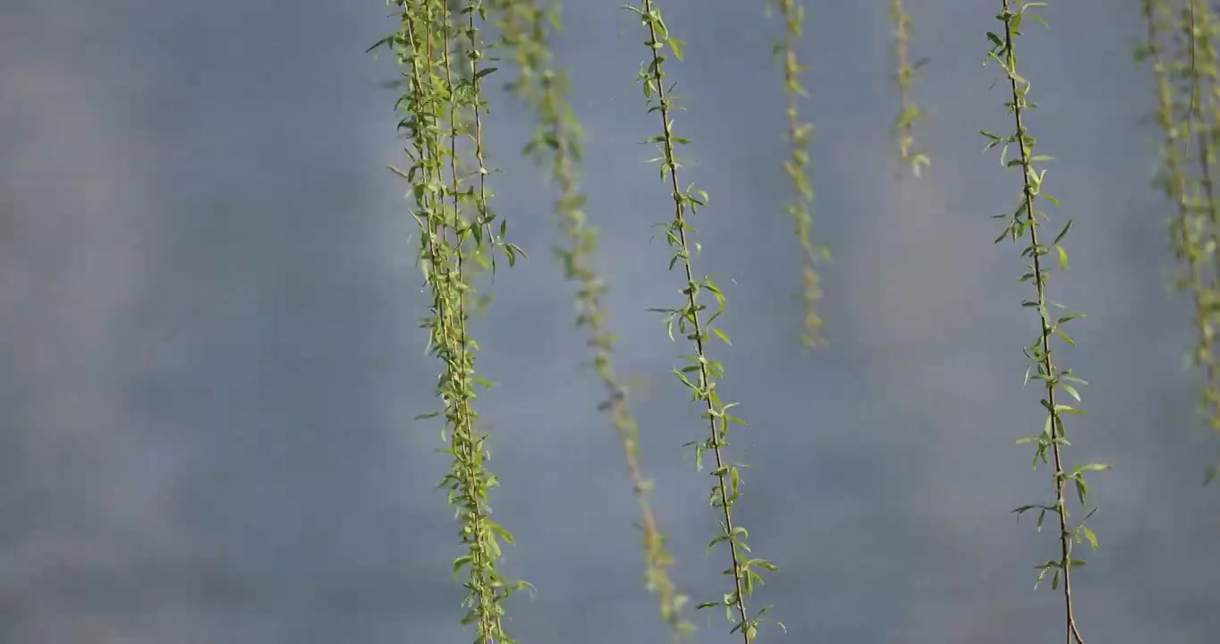 春天的柳树发芽在风中摇摆视频素材