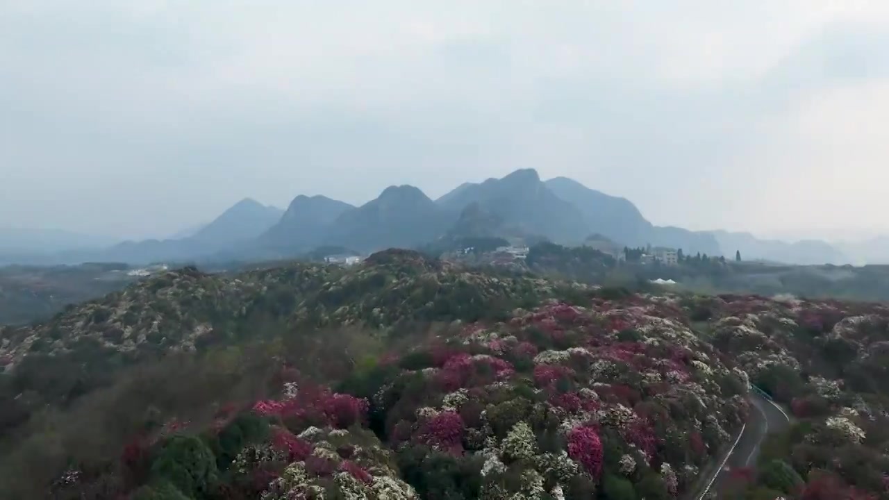 航拍毕节百里杜鹃延时视频素材