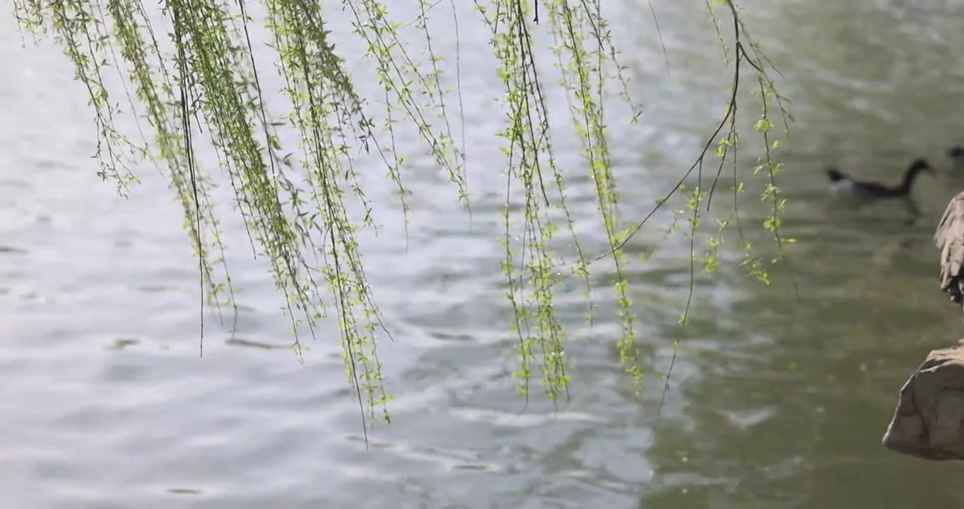 春天的柳树发芽在风中摇摆视频素材