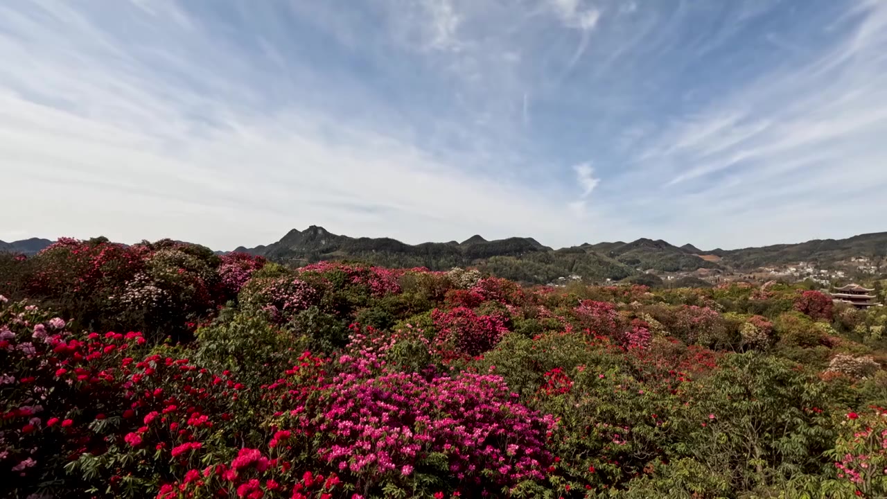 百里杜鹃延时视频素材