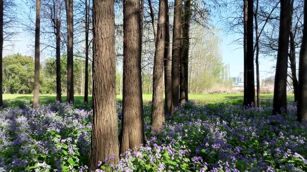 春天南京河西江心洲水杉森林的二月兰花海风光视频素材