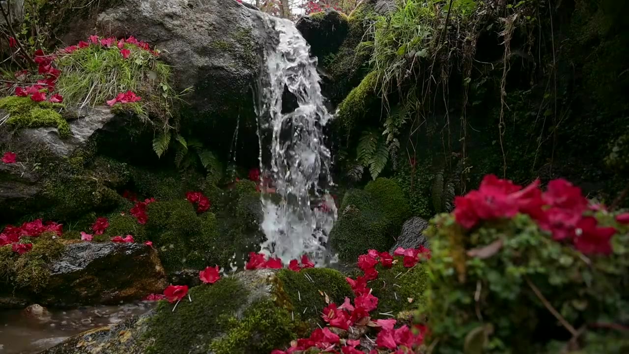 大理漕涧花木岭景区杜鹃花红叶岩石流水瀑布风光视频下载