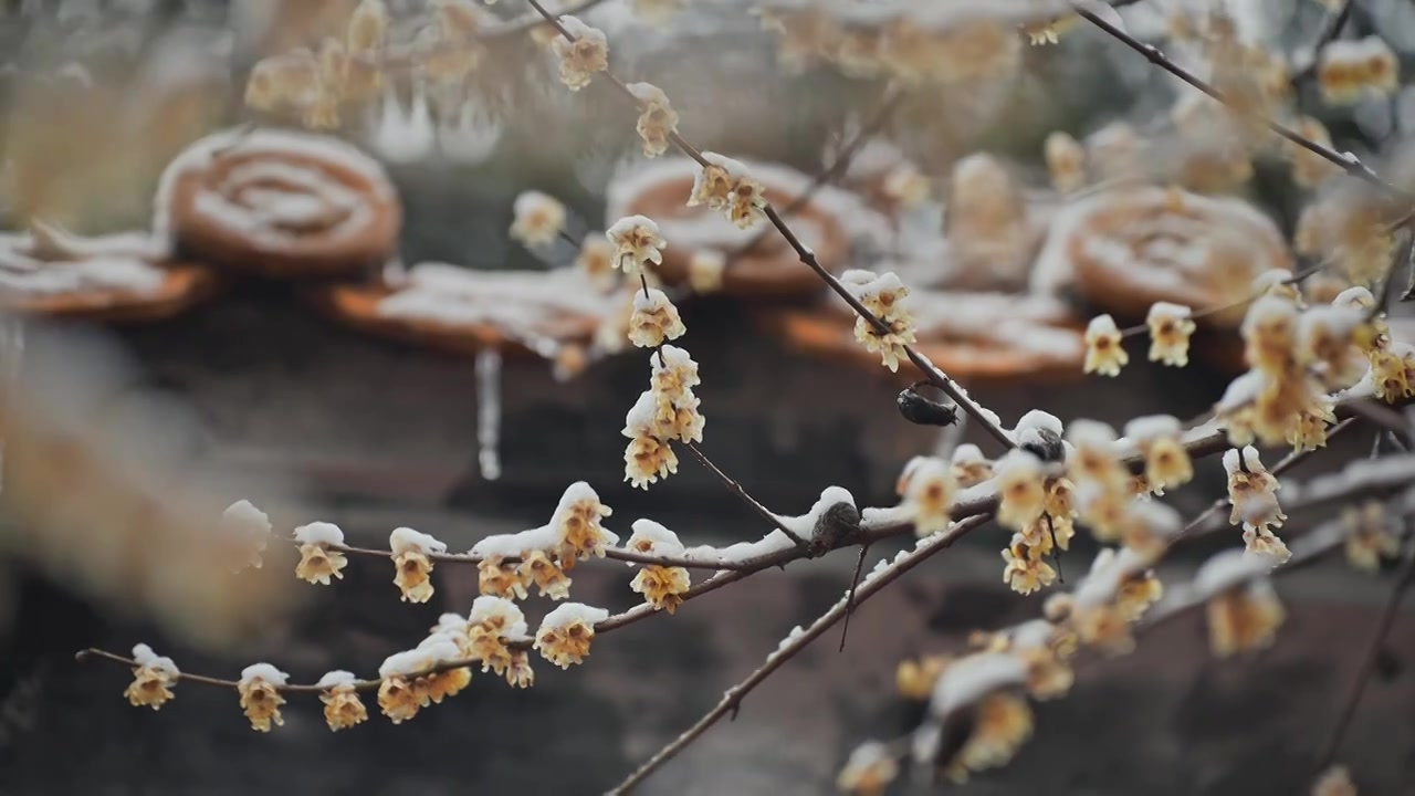 雪后古色古香庭院中腊梅盛开视频下载