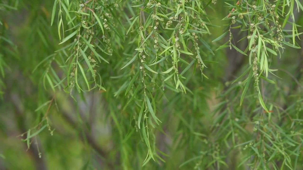 春天绿色的澳洲柳树，美丽薄子木视频素材