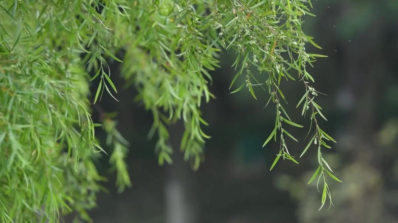 春天绿色的澳洲柳树，美丽薄子木视频素材