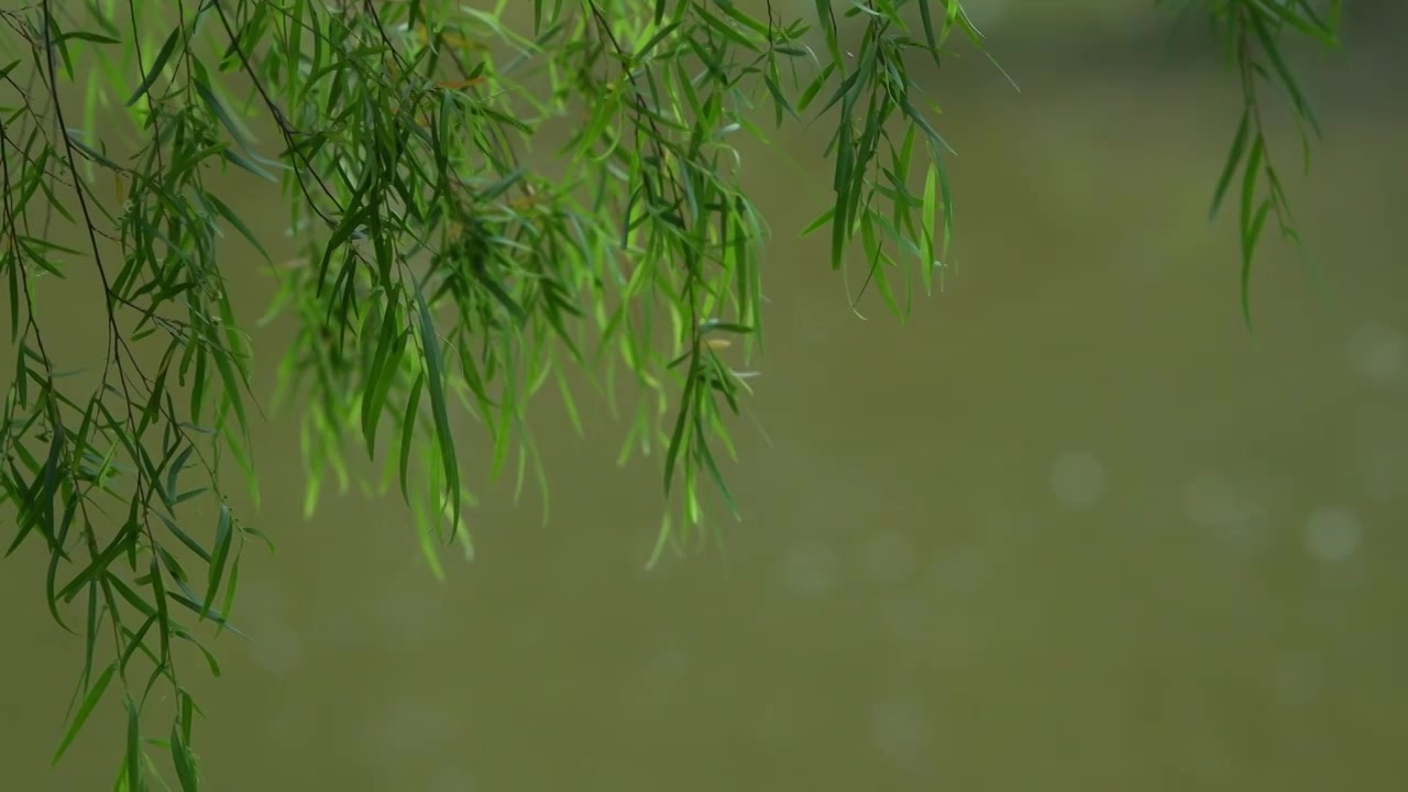 春天绿色的澳洲柳树，美丽薄子木视频素材