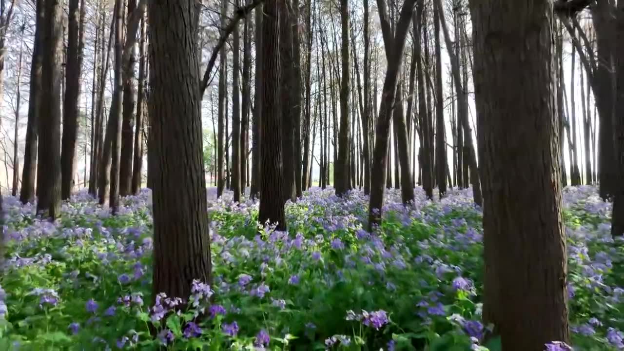 春天南京河西江心洲水杉森林的二月兰花海风光视频素材