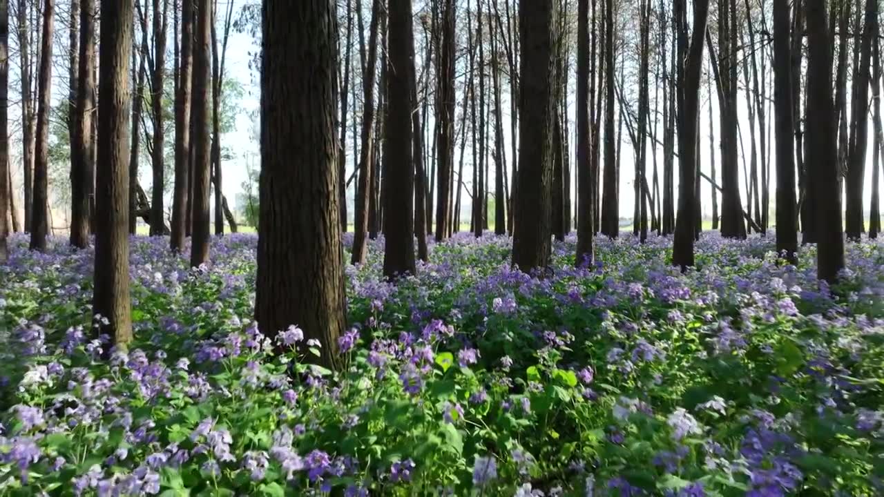 春天南京河西江心洲水杉森林的二月兰花海风光视频素材