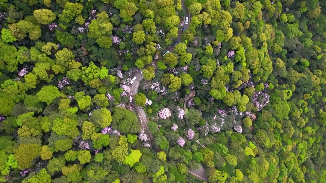 深圳梧桐山视频素材