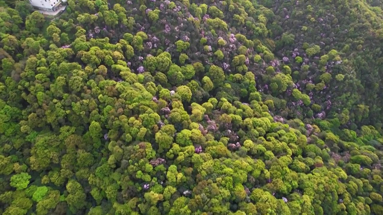 深圳梧桐山视频素材