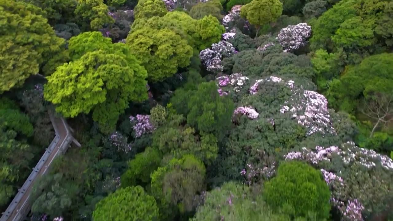 深圳梧桐山视频素材