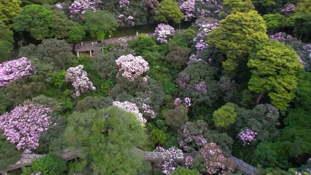 深圳梧桐山视频素材