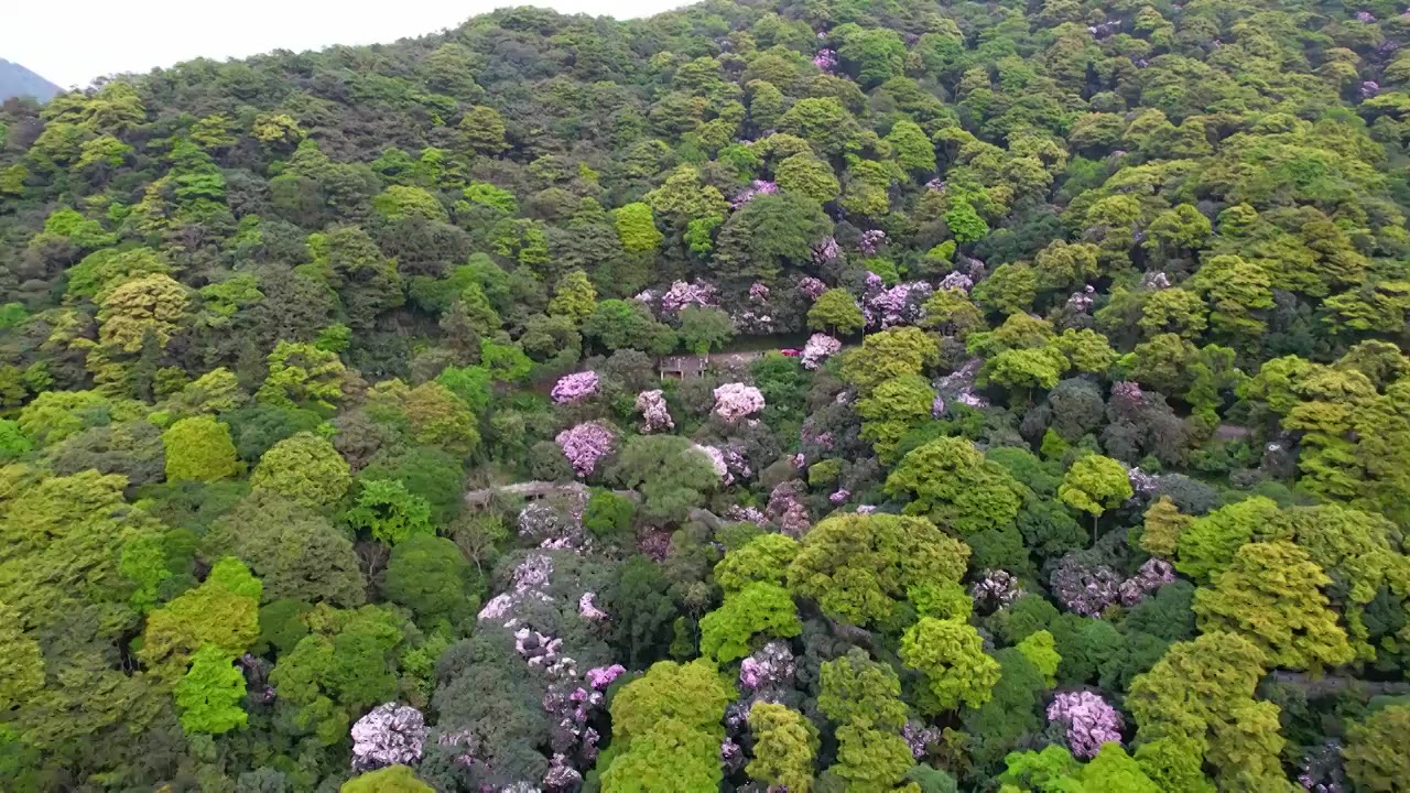 深圳梧桐山视频素材