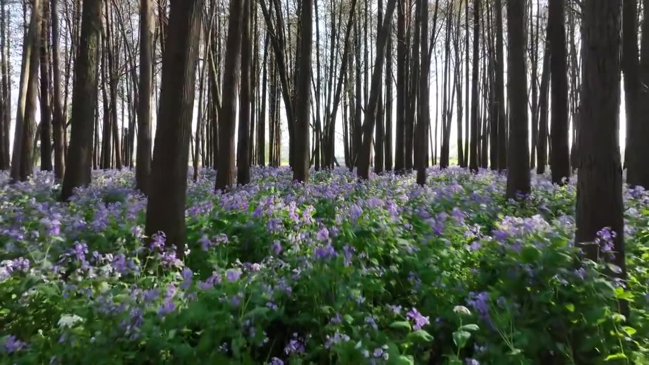 春天南京河西江心洲水杉森林的二月兰花海风光视频素材