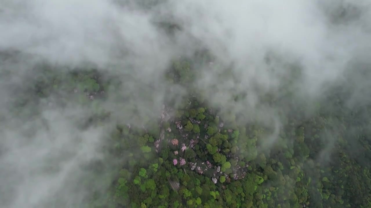 梧桐山云海视频下载