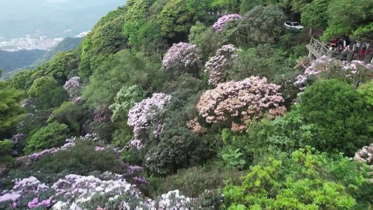 深圳梧桐山杜鹃花视频素材