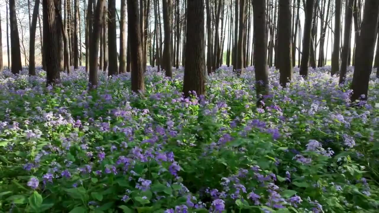 春天南京河西江心洲水杉森林的二月兰花海治愈风光视频素材