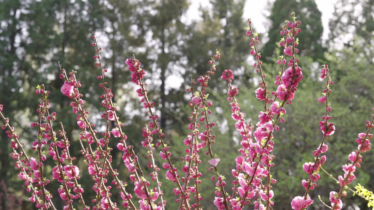 北京中山公园重瓣榆叶梅 梅花 花瓣视频素材