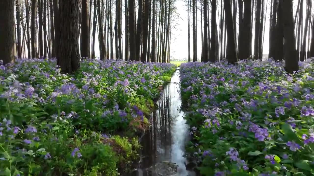 春天水杉森林二月兰花海秘境视频素材