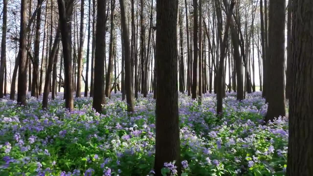 春天水杉森林的二月兰花海秘境视频素材