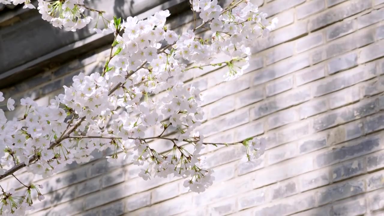 北京玉渊潭公园赏樱 灰墙背景 粉色樱花随风摆动视频素材