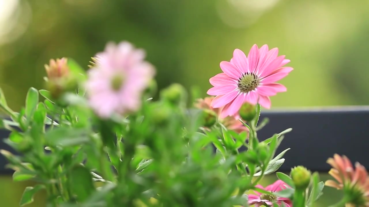 蓝目菊-粉天使视频下载