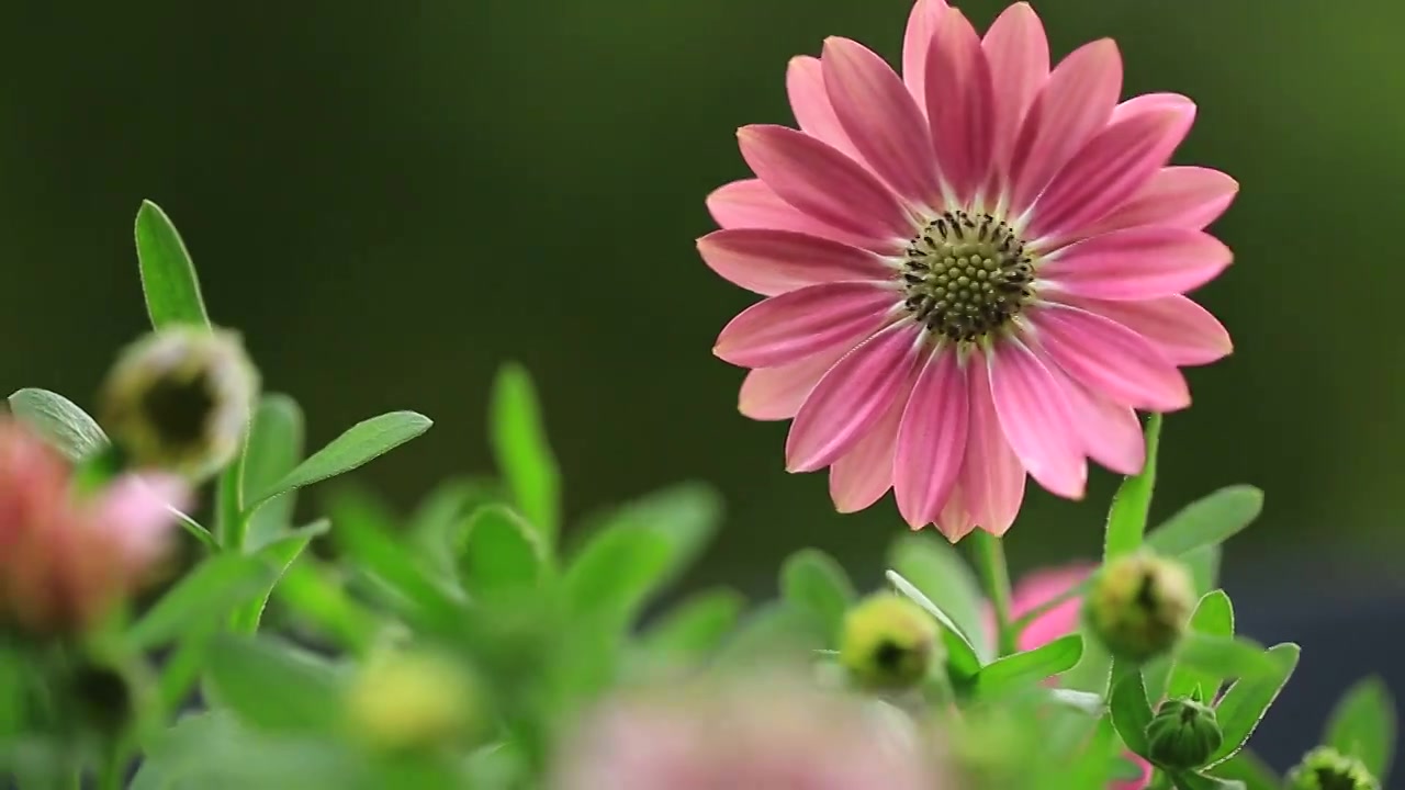 蓝目菊-粉天使视频下载