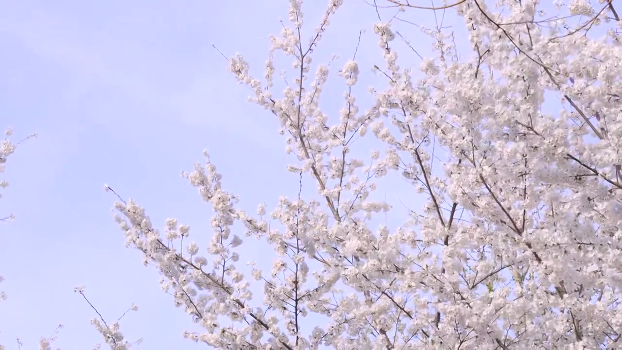 北京玉渊潭公园 低角度拍摄 唯美浪漫粉色樱花慢镜视频素材