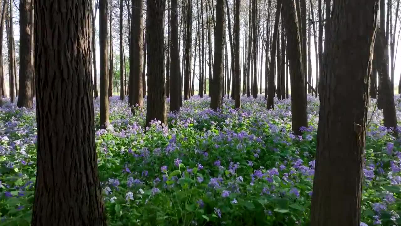 春天在二月兰花海的森林里穿梭视频素材