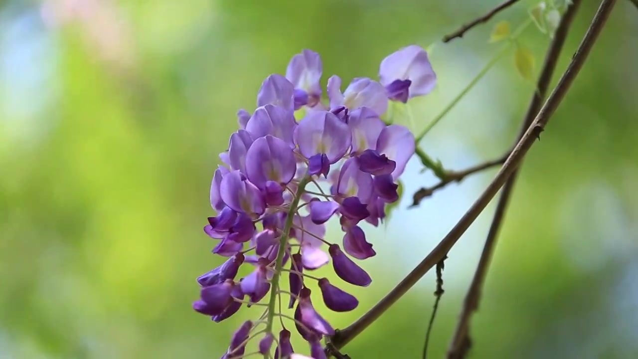 春风中的紫藤花视频下载