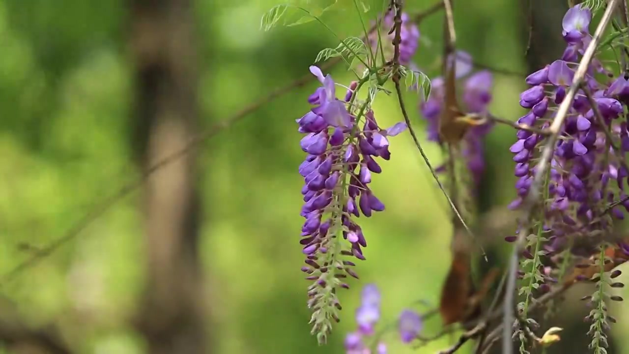 春风中的紫藤花视频下载